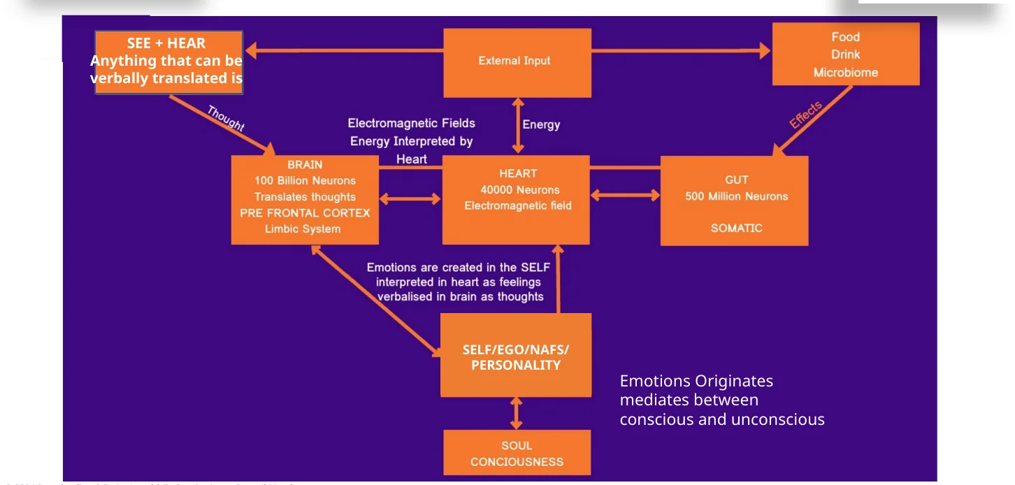 The Human Intelligence Network Diagram: brain, heart and gut as one connected system with external input, self and ego, and consciousness.